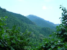 林道から望む男だる山